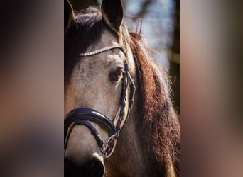 Altre razze, Castrone, 12 Anni, 158 cm, Pelle di daino
