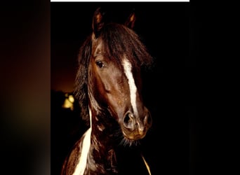 Altre razze, Castrone, 13 Anni, 128 cm, Pezzato