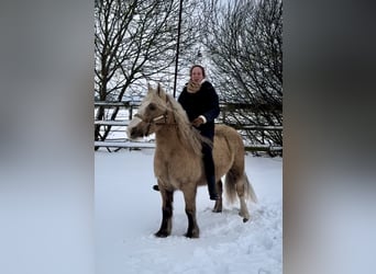 Altre razze, Castrone, 13 Anni, 133 cm, Overo-tutti i colori