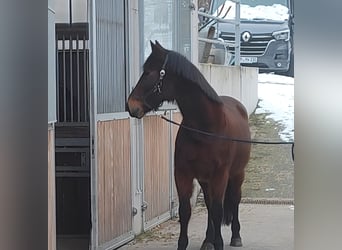 Altre razze, Castrone, 13 Anni, 158 cm, Baio