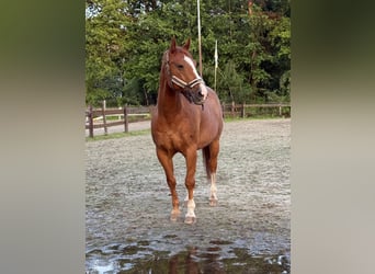 Altre razze, Castrone, 13 Anni, 160 cm, Sauro