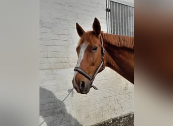 Altre razze, Castrone, 13 Anni, 168 cm, Sauro