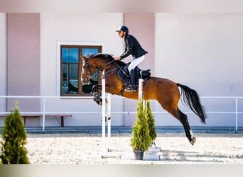 Altre razze, Castrone, 14 Anni, 166 cm, Baio