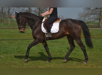 Altre razze, Castrone, 15 Anni, 175 cm, Baio