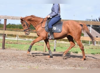 Altre razze, Castrone, 16 Anni, 160 cm, Sauro