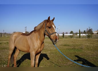 Altre razze, Castrone, 17 Anni, 153 cm, Sauro