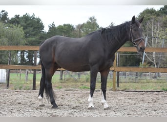 Altre razze, Castrone, 17 Anni, 156 cm, Baio scuro