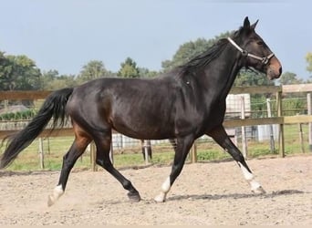 Altre razze, Castrone, 17 Anni, 156 cm, Baio scuro