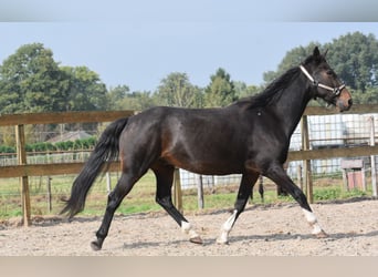 Altre razze, Castrone, 17 Anni, 158 cm, Baio scuro