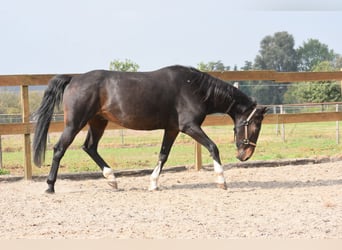 Altre razze, Castrone, 17 Anni, 158 cm, Baio scuro