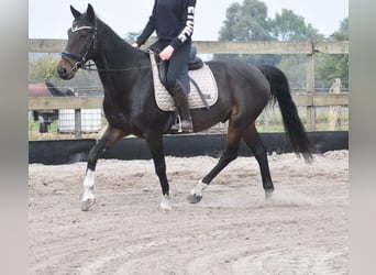 Altre razze, Castrone, 17 Anni, 158 cm, Baio scuro