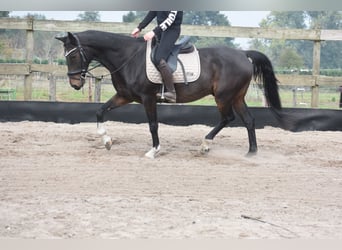 Altre razze, Castrone, 17 Anni, 158 cm, Baio scuro