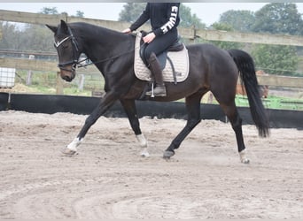 Altre razze, Castrone, 17 Anni, 158 cm, Baio scuro