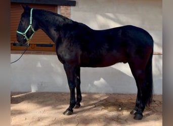 Altre razze Mix, Castrone, 17 Anni, 170 cm, Morello
