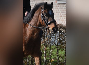 Altre razze, Castrone, 18 Anni, 134 cm, Baio