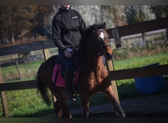 Altre razze, Castrone, 18 Anni, 134 cm, Baio