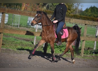 Altre razze, Castrone, 18 Anni, 134 cm, Baio