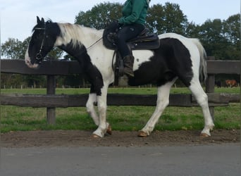 Altre razze, Castrone, 18 Anni, 154 cm, Pezzato