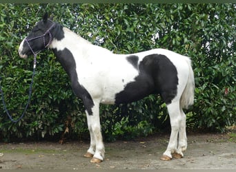 Altre razze, Castrone, 20 Anni, 154 cm, Pezzato
