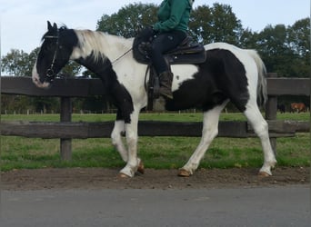 Altre razze, Castrone, 20 Anni, 154 cm, Pezzato