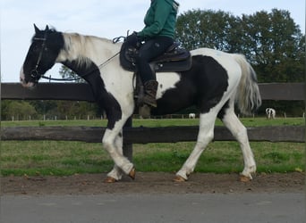 Altre razze, Castrone, 20 Anni, 154 cm, Pezzato