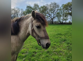 Altre razze, Castrone, 2 Anni, 148 cm, Falbo