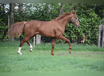 Altre razze, Castrone, 2 Anni, 158 cm, Sauro