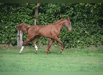 Altre razze, Castrone, 2 Anni, 158 cm, Sauro