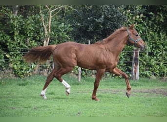 Altre razze, Castrone, 2 Anni, 158 cm, Sauro