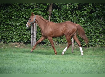 Altre razze, Castrone, 2 Anni, 158 cm, Sauro