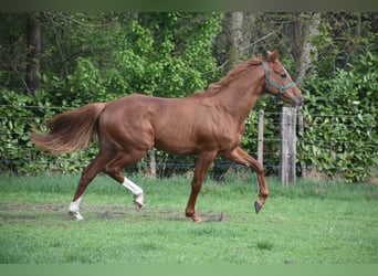 Altre razze, Castrone, 2 Anni, 158 cm, Sauro