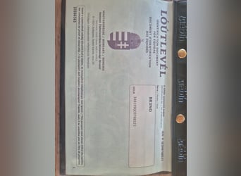 Altre razze Mix, Castrone, 2 Anni, Pezzato