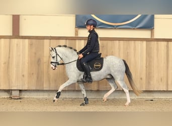 Altre razze, Castrone, 3 Anni, 122 cm