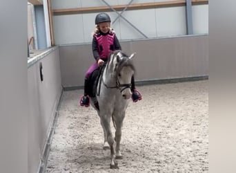 Altre razze, Castrone, 3 Anni, 122 cm