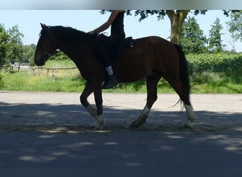 Altre razze, Castrone, 3 Anni, 147 cm, Baio