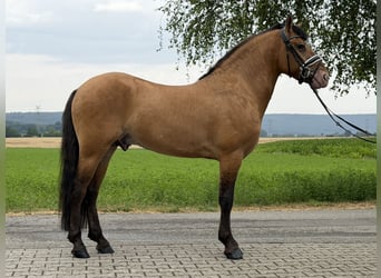 Altre razze Mix, Castrone, 3 Anni, 147 cm, Falbo