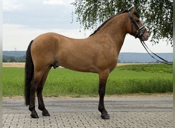 Altre razze Mix, Castrone, 3 Anni, 147 cm, Falbo