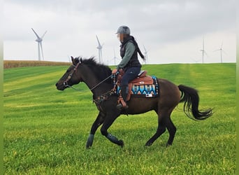 Altre razze, Castrone, 3 Anni, 151 cm, Baio scuro