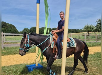 Altre razze, Castrone, 3 Anni, 151 cm, Baio scuro