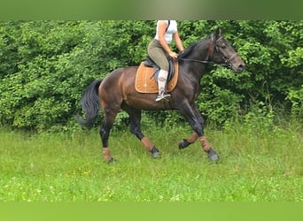 Altre razze, Castrone, 3 Anni, 151 cm, Baio scuro