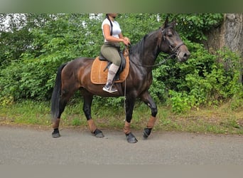 Altre razze, Castrone, 3 Anni, 151 cm, Baio scuro