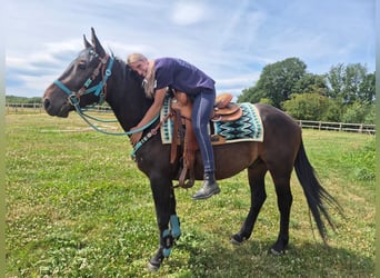 Altre razze, Castrone, 3 Anni, 151 cm, Baio scuro