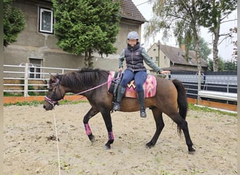 Altre razze, Castrone, 3 Anni, 151 cm, Baio scuro