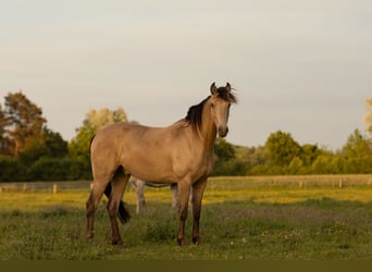 Altre razze, Castrone, 3 Anni, 151 cm, Champagne