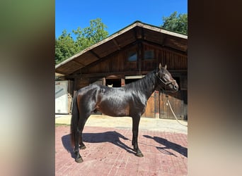 Altre razze, Castrone, 3 Anni, 153 cm, Baio scuro