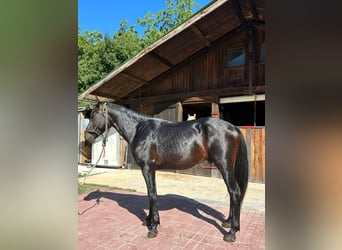 Altre razze, Castrone, 3 Anni, 153 cm, Baio scuro