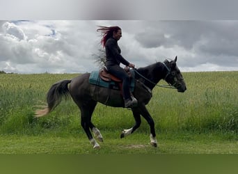 Altre razze, Castrone, 3 Anni, 153 cm, Grigio ferro