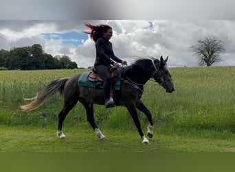 Altre razze, Castrone, 3 Anni, 153 cm, Grigio ferro