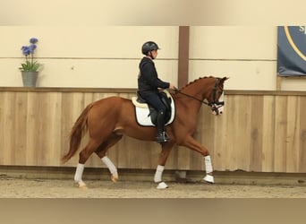 Altre razze, Castrone, 3 Anni, 154 cm