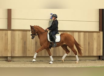 Altre razze, Castrone, 3 Anni, 154 cm